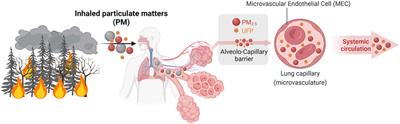 Wildland fire, air pollution and cardiovascular health: is it time to focus on the microvasculature as a risk assessment tool?